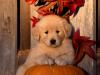 Golden Retriever Puppy